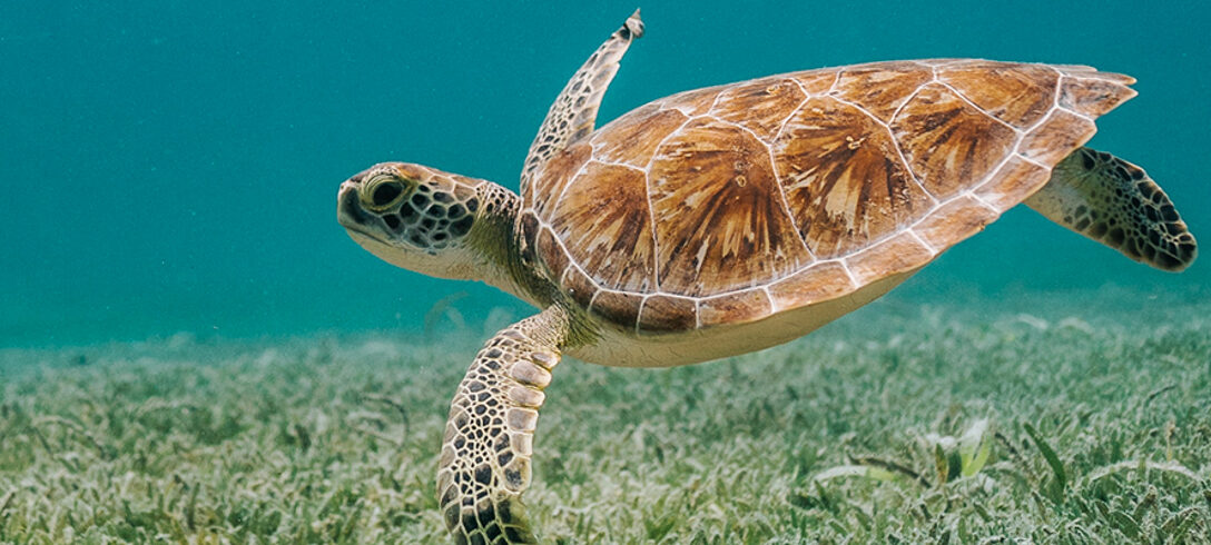 tortue nageant dans la mer