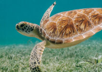 tortue nageant dans la mer